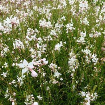 Gaura lindheimeri 'White Dove'