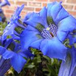 Gentiana acaulis - Kochscher Enzian - Gentiana acaulis