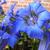 Gentiana acaulis