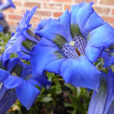 Gentiana acaulis - Gentiane acaule