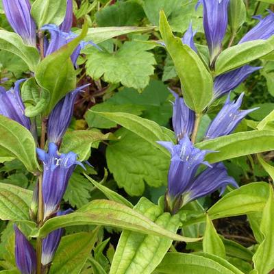 Schwalbenwurz-Enzian - Gentiana asclepiadea