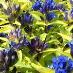 Gentiana cruciata - Kreuz-Enzian