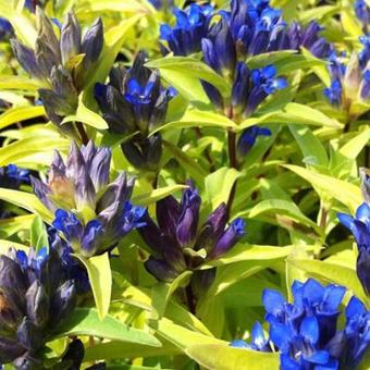 Gentiana cruciata