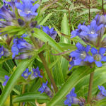 Gentiana dahurica - Gentiana dahurica