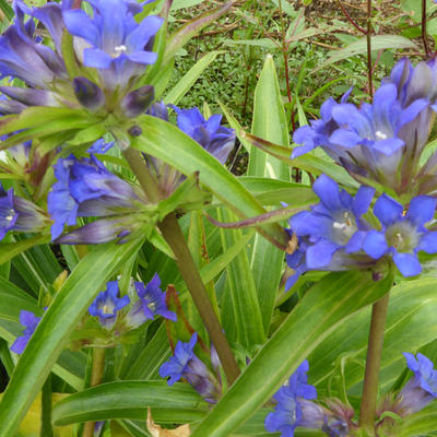 Gentiana dahurica - 