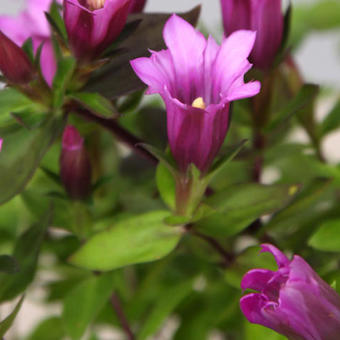 Gentiana 'Little Pinkie'