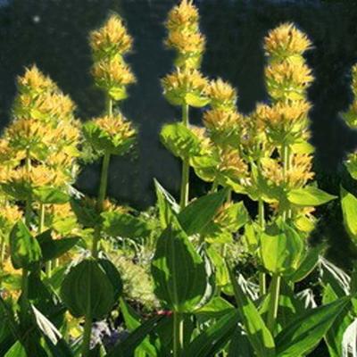 Gentiana lutea - Gelber Enzian