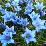 Gentiana sino-ornata - 