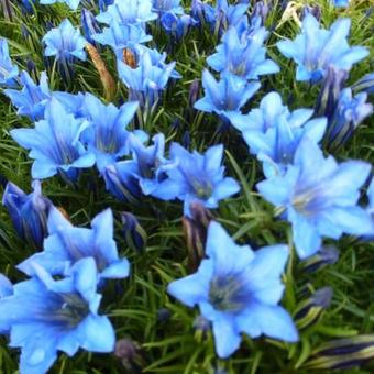 Gentiana sino-ornata