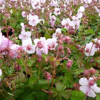 Geranium x cantabrigiense 'Biokovo'