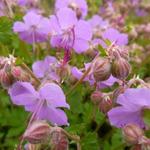 Geranium x cantabrigiense 'Cambridge' - 