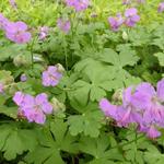 Geranium x cantabrigiense 'Karmina' - 