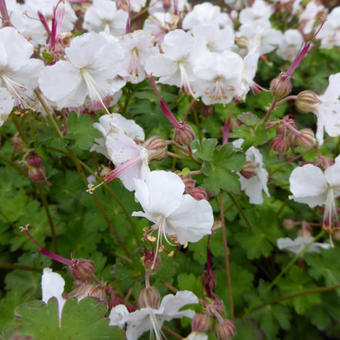 Geranium x cantabrigiense 'St. Ola'