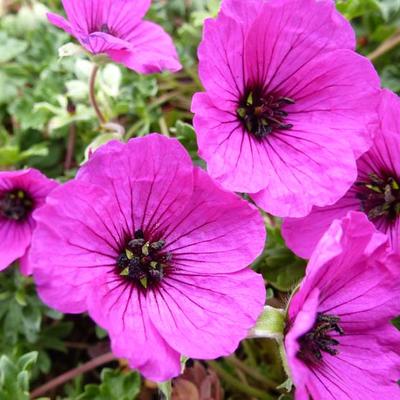 Geranium cinereum 'Giuseppii' - Geranium cinereum 'Giuseppii'