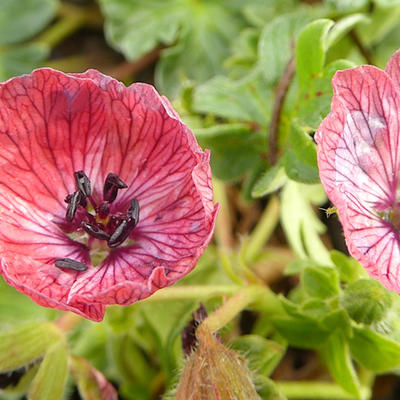 Geranium cinereum 'Jolly Jewel Coral' - 