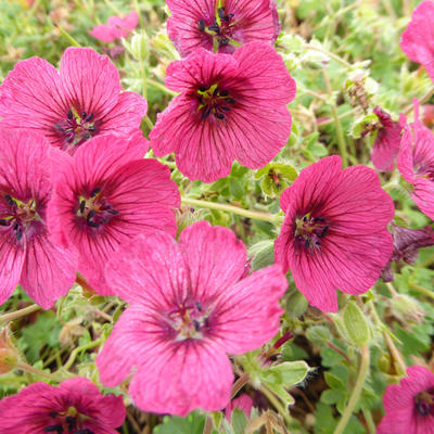 Geranium cinereum 'Jolly Jewel Raspberry' - 