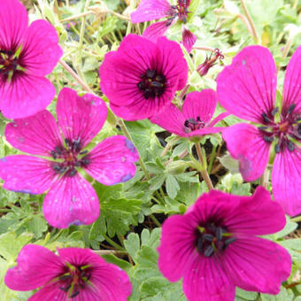 Geranium cinereum 'Jolly Jewel Red'