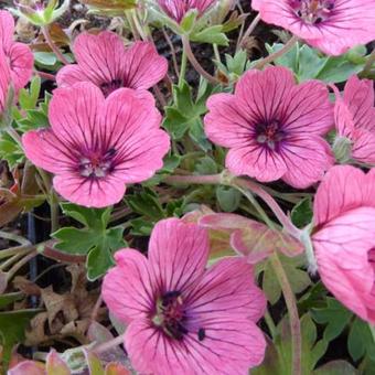 Geranium cinereum 'Jolly Jewel Salmon'