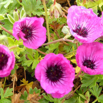 Geranium cinereum 'Jolly Jewel Silver'