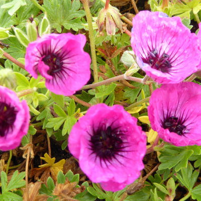 Geranium cinereum 'Jolly Jewel Silver' - 