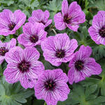 Geranium cinereum 'Laurence Flatman' - 