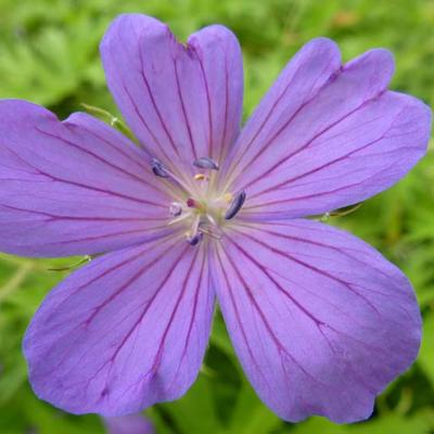 Geranium clarkei 'Kashmir Blue' - Geranium clarkei 'Kashmir Blue'