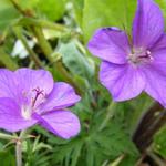 Geranium clarkei 'Kashmir Purple'