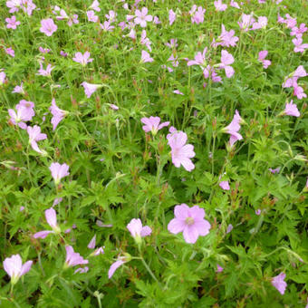 Geranium endressii