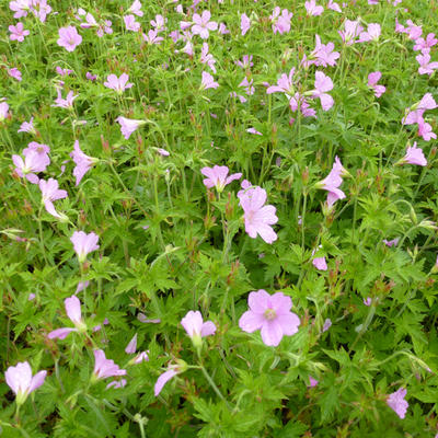 Geranium endressii - Basken-Storchschnabel