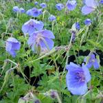 Geranium himalayense - Himalaja-Storchschnabel