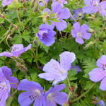 Geranium himalayense 'Gravetye' - 