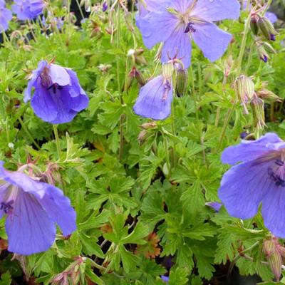 Geranium himalayense 'Irish Blue' - Geranium himalayense 'Irish Blue'