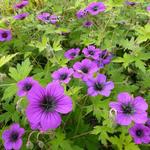 Geranium 'Ann Folkard' - 