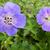 Geranium 'Azure Rush'