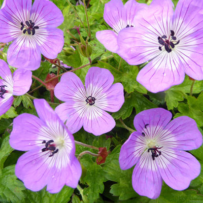 Geranium 'Bloom Time' - 