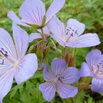 Geranium 'Blue Cloud'