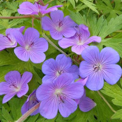 Geranium 'Blue Sunrise' - Geranium 'Blue Sunrise'