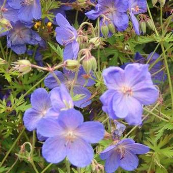 Geranium 'Brookside'