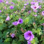 Geranium  'Dilys' - Geranium 'Dilys'