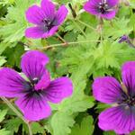 Geranium 'Dragon Heart'