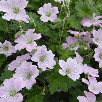 Geranium 'Dreamland'