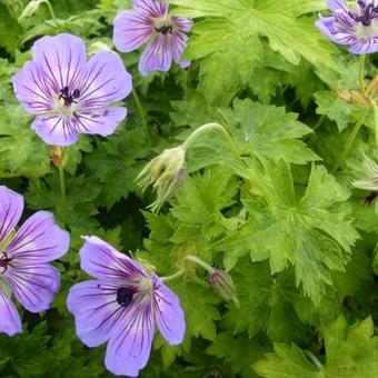 Geranium wallichianum 'Havana Blues'