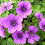 Geranium 'Hexham Velvet' - Geranium 'Hexham Velvet'