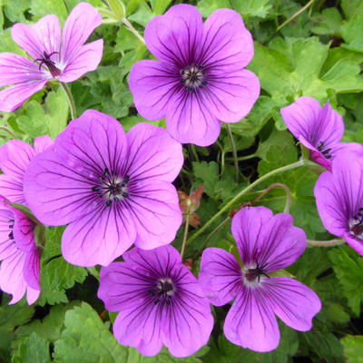 Geranium 'Hexham Velvet' - Geranium 'Hexham Velvet'