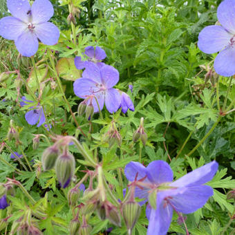 Geranium 'Johnson's Blue'