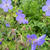 Geranium 'Johnson's Blue'