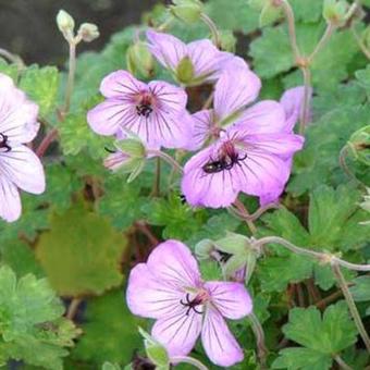 Geranium 'Joy'