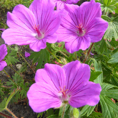 Geranium 'Khan' - 