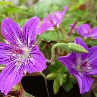 Geranium wlassovianum 'Lakwijk Star'