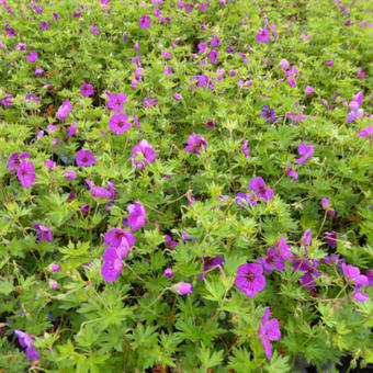 Geranium 'Little David'